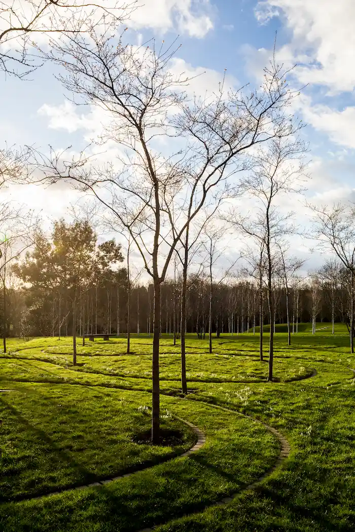 bomen in een bos