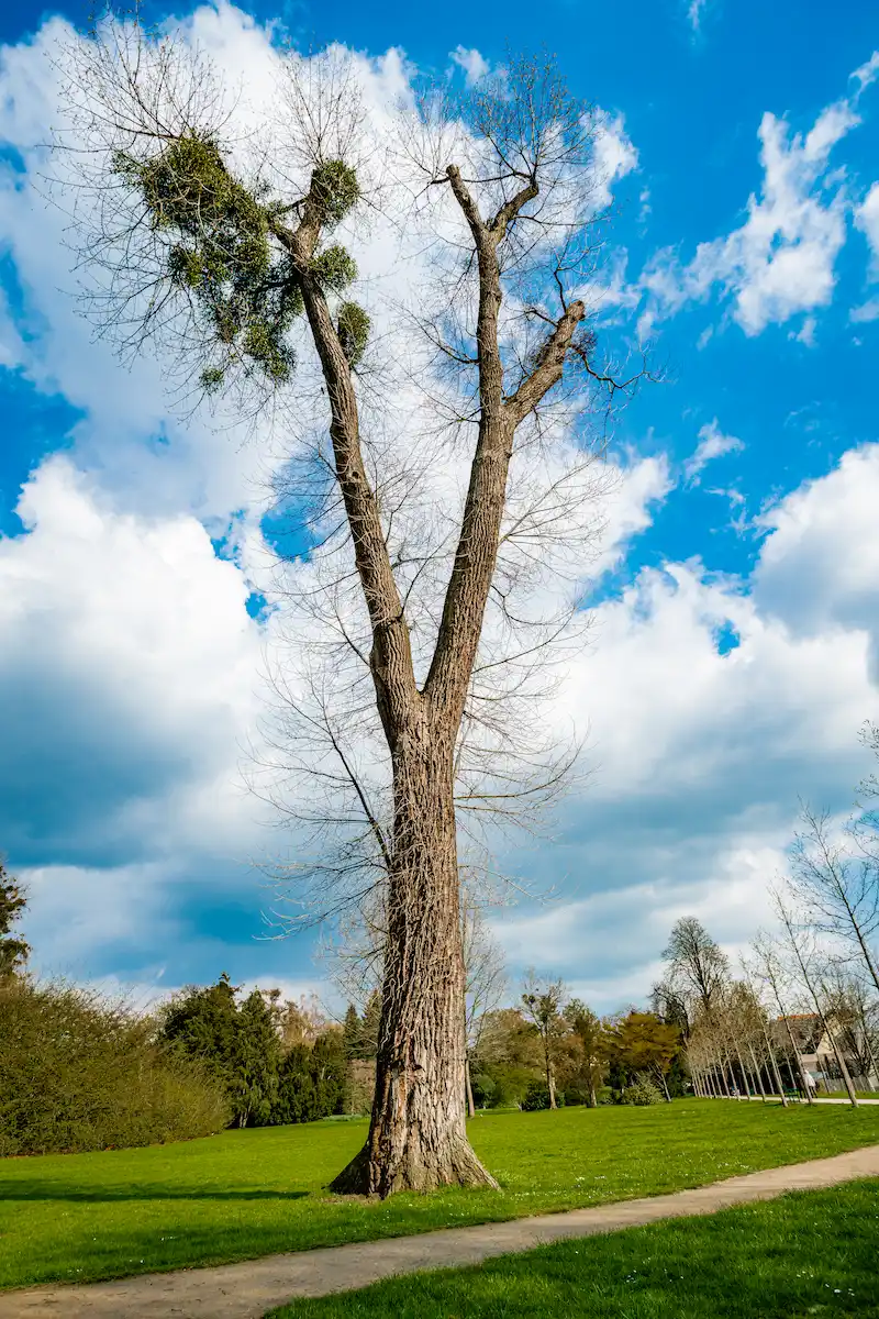 boomschade en boomsterfte