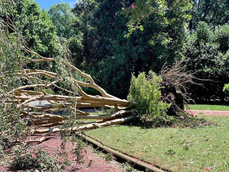 schade tijdens of na werkzaamheden omgevallen boom