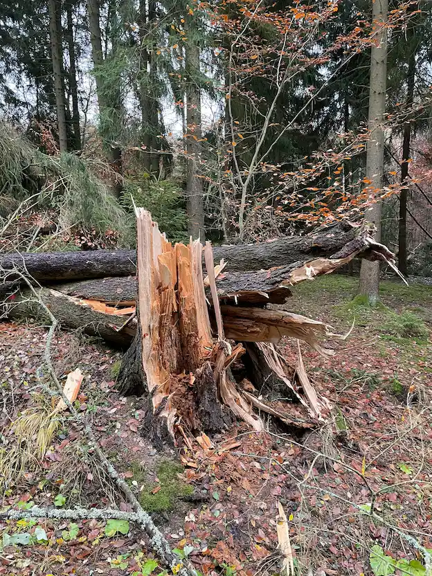 boom gebroken door storm